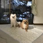 etsukoチャン - @etsuko_sano - Instagram