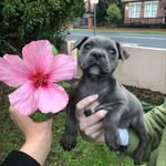 Etta - @etta_bean_thestaffy - Instagram