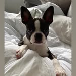 Etta Jean + Frida Magdalena + Otis Ray - @ettajeanthebostonbean - Instagram