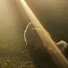 EttaBean - @queenettabean - TikTok