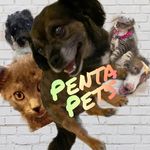 Dusty Lola Etta Bruce Winston - @penta.pets - Instagram
