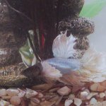 chandler - @chandler.betta - Instagram