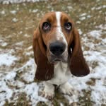 Etta Lee - @ettathebasset - Instagram