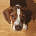 etta lee 💛 - @ettaleethebeagle - Instagram