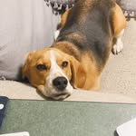 Etta & Oliver - @etta.oliver.thehounds - Instagram