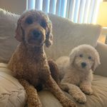 Etta J & Stevie Ray - @doubletroubledoodlez - Instagram