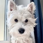 ETTA PEARL 🤍 - @etta_the_westie - Instagram