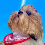 Chanelzinha - @euchanelshihtzu - Instagram