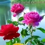 Eufemia Montalvo Rivera - Facebook