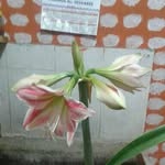 Eufemia Ruano Rivera - @eufemiaruanorivera - Instagram