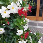 Eugen Popa - Facebook