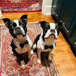 @eugene.and.archibald - Instagram