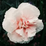 Eugene Augustine - @potangle_ - Instagram