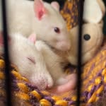Gene and Gus - @eugene.and.augustus.rats - Instagram