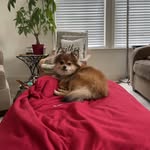 Theodorphus Eugene Bear IV - @teddybearsomd - Instagram