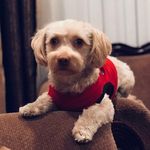 Bentley Eugene Bear - @bentleyeugenebear - Instagram