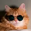 🐾 - @eugene.bonbar - TikTok