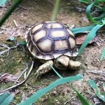 Eugene Bowie Scott - @reptile_babies_and_friends - Instagram