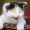 eugenebrock - @eugenebrock - TikTok