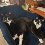 Eugene & Al Pastor - @eugeneandalbrothers - Instagram