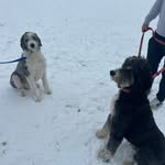 Eugene & Kento Gardiner-Vanderwal - @eugene.kento.doodlebrothers - Instagram