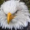 Gene Buchholz - @gene.buchholz0 - TikTok