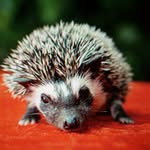 Eugene Quilliam Cain - @eugenethehedgie - Instagram