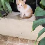 Eugene Camille - @eugene.camille.12 - Instagram