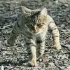 eugene_case - @jenya_case - TikTok