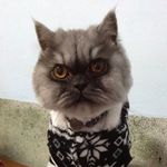 Eugene Chen - @bbchicken - Instagram