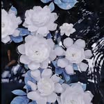 Eugene Choo - @someone_ue - Instagram