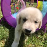 Eugene Fitzherbert - @eugenefromthekingdomofcorona - Instagram