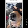 EugeneCummings - @haylinbcwd7 - TikTok