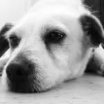 Eugene V. Debs - @debsthedog - Instagram