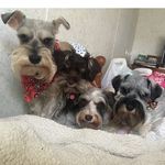 Eugene Dickens - @eugene_the_schnauzer - Instagram