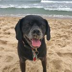 Wallace Eugene Dow - @wallydog45 - Instagram
