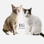 Eugene & Earl Grey - @earlgreycatsg - Instagram