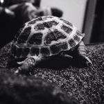 Eugene And Everett - @torttwo - Instagram