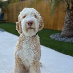 Eugene Field - @eugene_field_the_goldendoodle - Instagram
