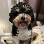 Eugene Rocket Finch - @eugene.theminibernedude - Instagram
