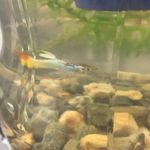 Eugene Farkle The First - @eugenethefish01 - Instagram