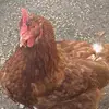 Jentezen stork - @eugenethefirst1 - TikTok