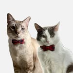Eugene & Earl Grey - @earlgreycatsg - Instagram