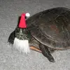 Turtle - @woahthereturtle - TikTok