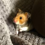 Eugene 🐹 - @eugene_hamstagram - Instagram