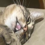 Eugene harrell - @eugene_cat2019 - Instagram
