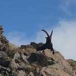 Eugène Jacques - @patrick.thepault - Instagram