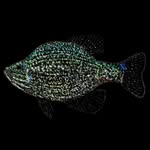 Eugene kane - @reeled1101 - Instagram