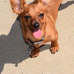 Eugene Kerns - @eugenekernsakanuggie - Instagram