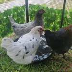 Eugene Leclair - @eug1175 - Instagram